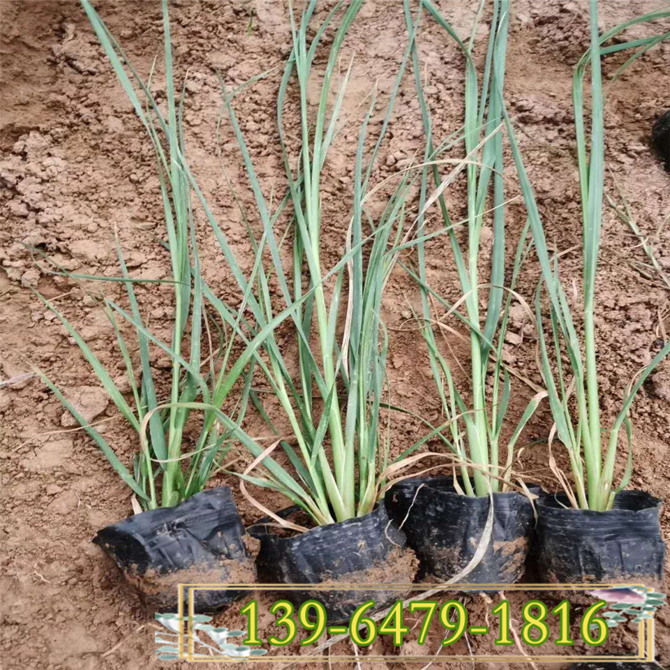 青州矢羽芒小苗种植基地 穗期9-11月 矢羽芒白穗观赏草