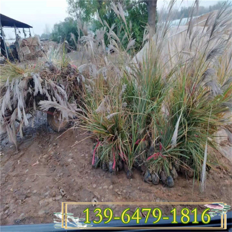 矢羽芒小苗种植基地 山西矢羽芒营养钵苗 多年生观赏草