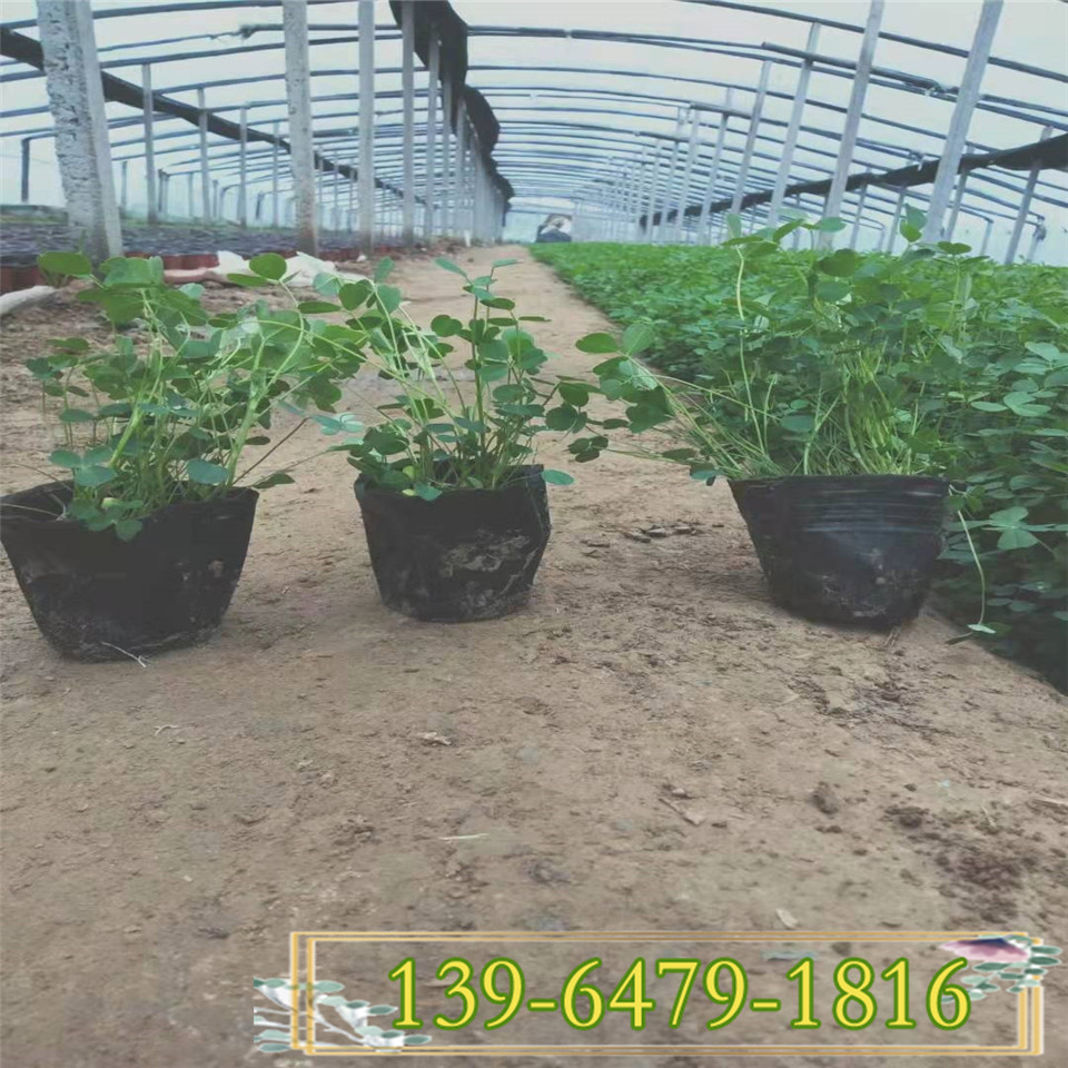 四季常青白三叶小苗 三叶草种子净种 多年生草种红花三叶草 