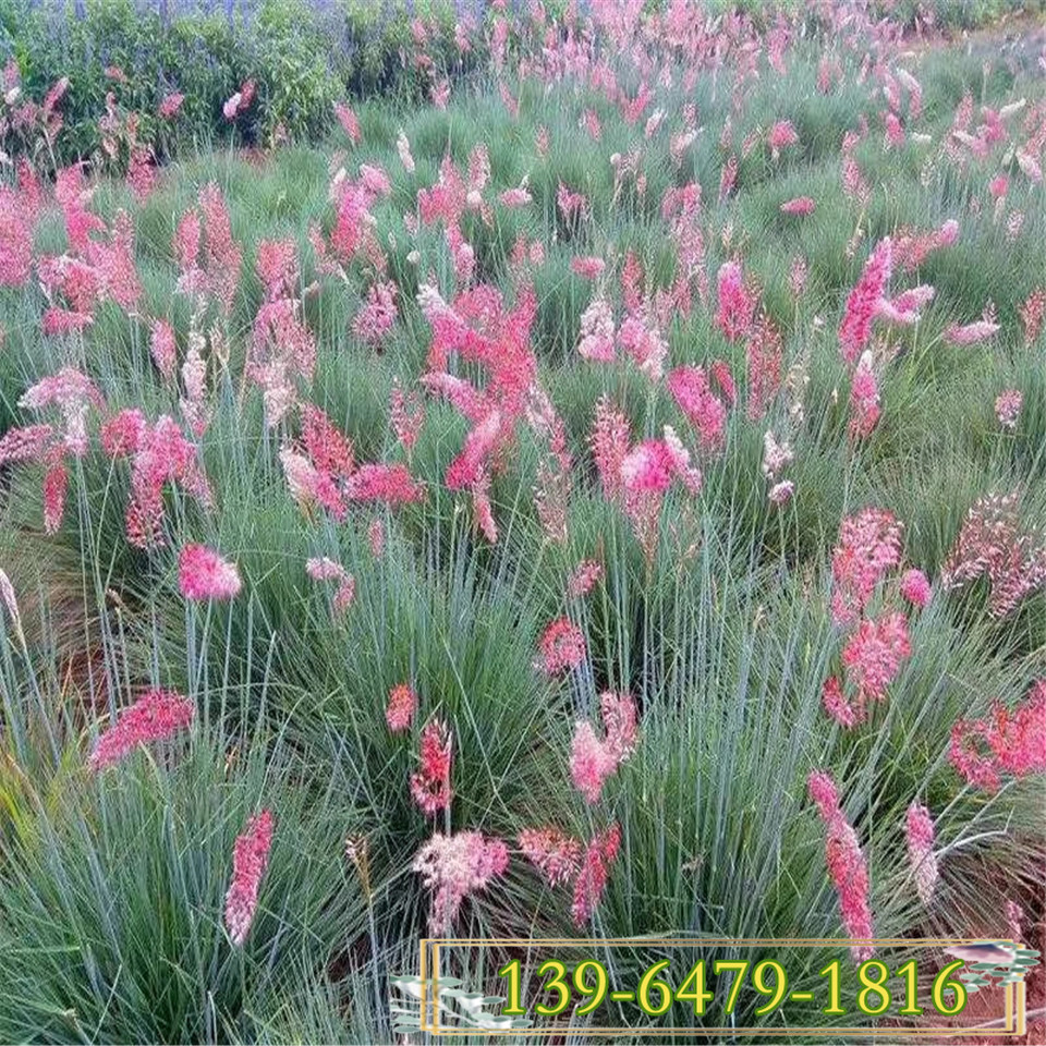 批发坡地毛冠草苗上车价 开花的观赏草基地直发 北京糖蜜草营养钵苗