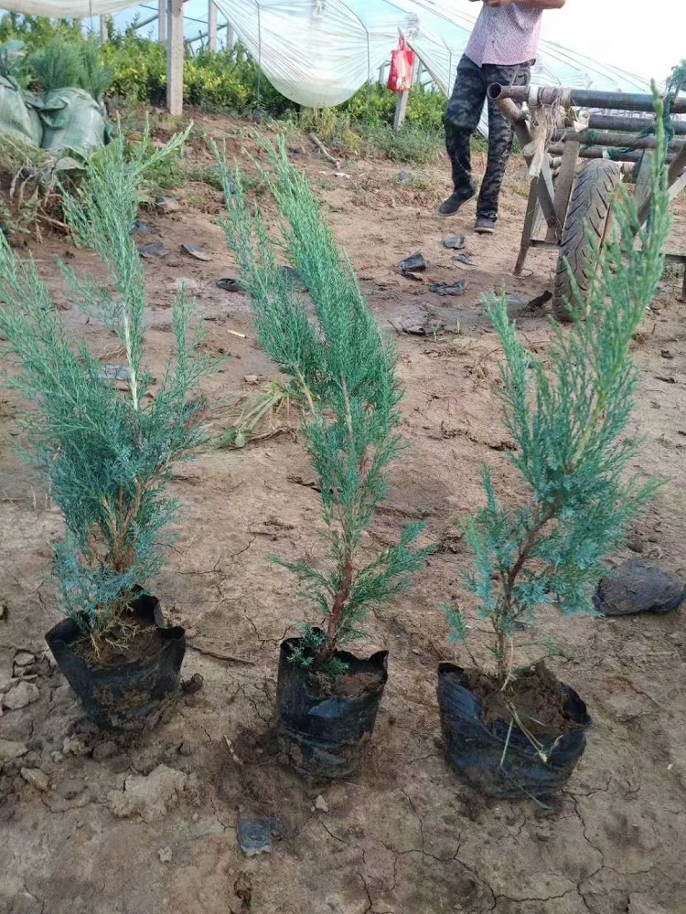 杯苗沙地柏批发 山东沙地柏种植基地