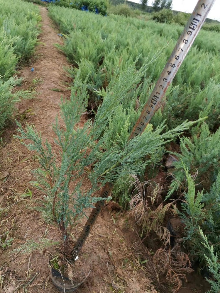 大冠幅沙地柏 沙地柏种植基地 顺和花卉