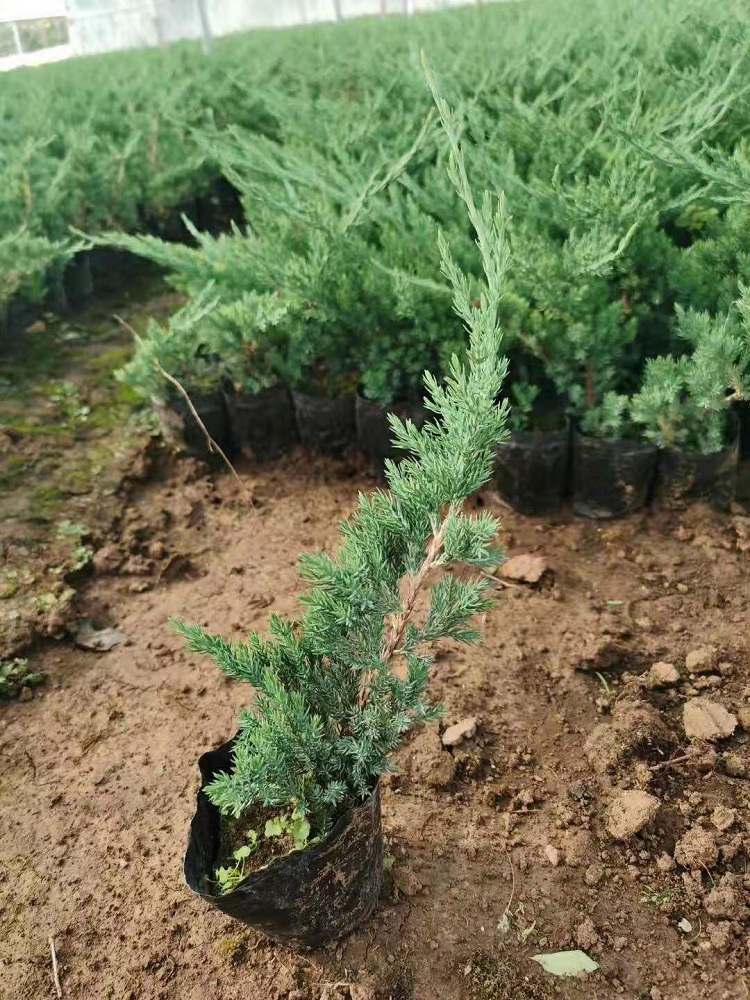 基地批发爬地柏