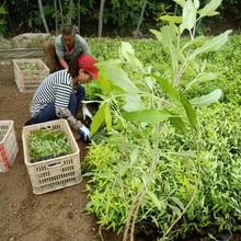 金叶莸种植