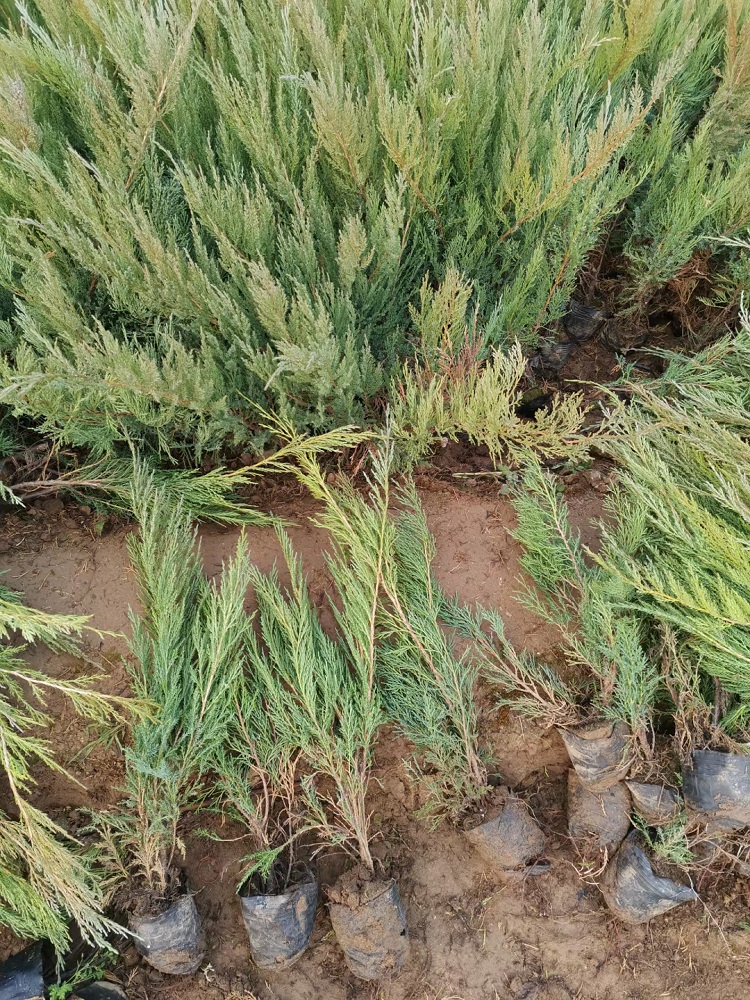 沙地柏批发