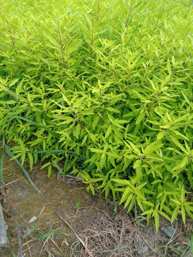 金叶莸厂家 金叶莸种植