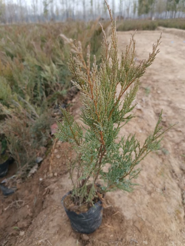 沙地柏种植基地