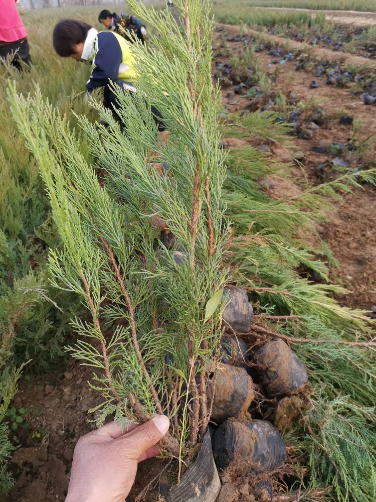沙地柏价格 绿化龙柏园