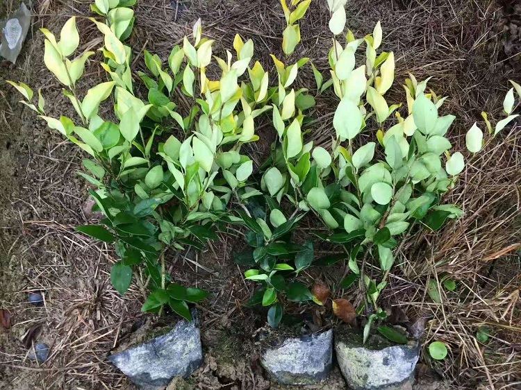 金森女贞杯苗 金森女贞苗 金森女贞种植基地