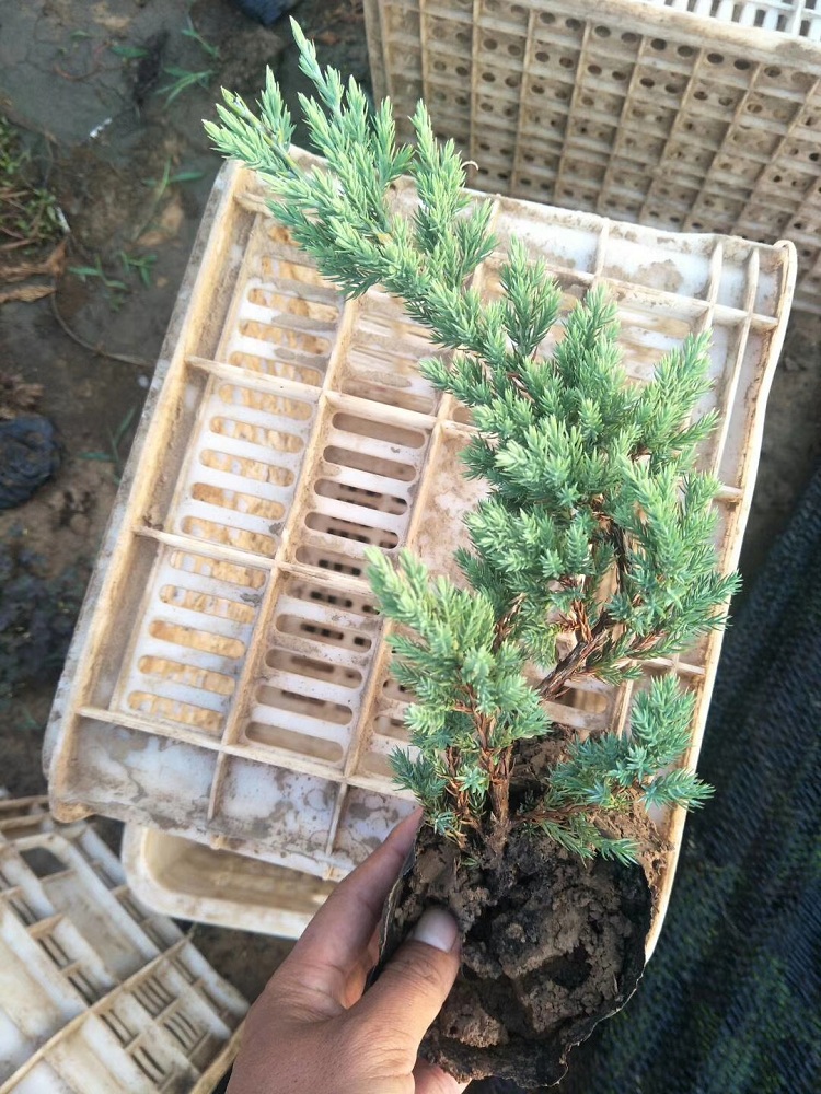 爬地柏苗批发