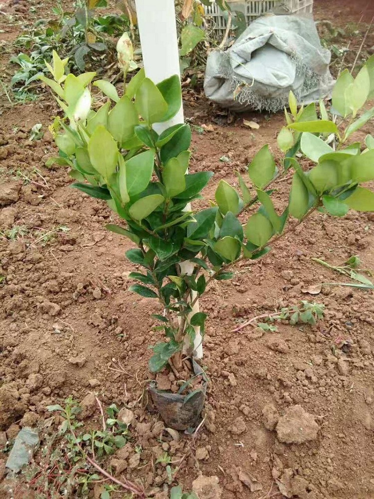 厂家种植金森女贞杯苗