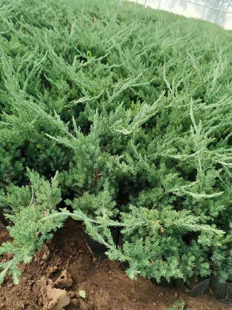 铺地柏小苗批发