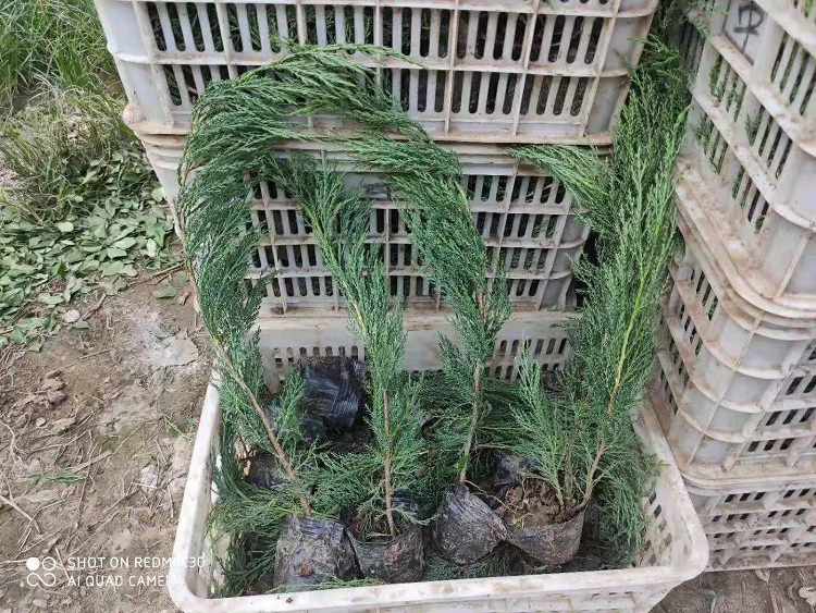 沙地柏 耐旱植物沙地柏 顺和花卉基地直供