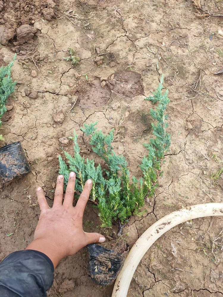 铺地柏 爬地柏 地柏种植基地