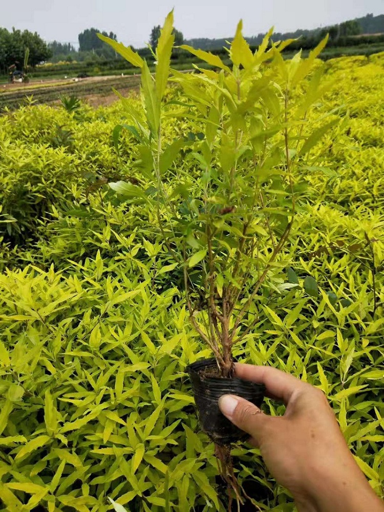 金叶莸价格