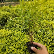 金叶莸价格