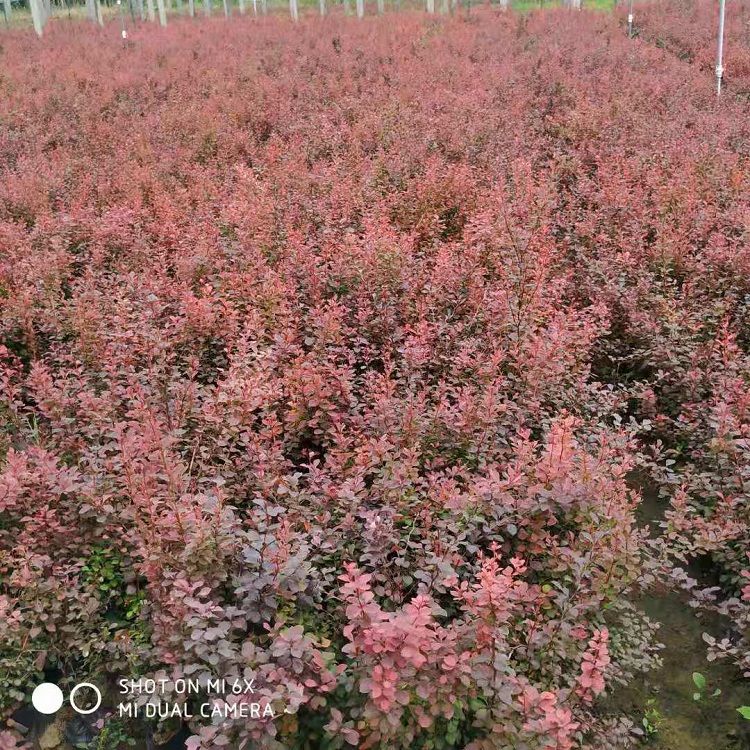 红叶小檗价格
