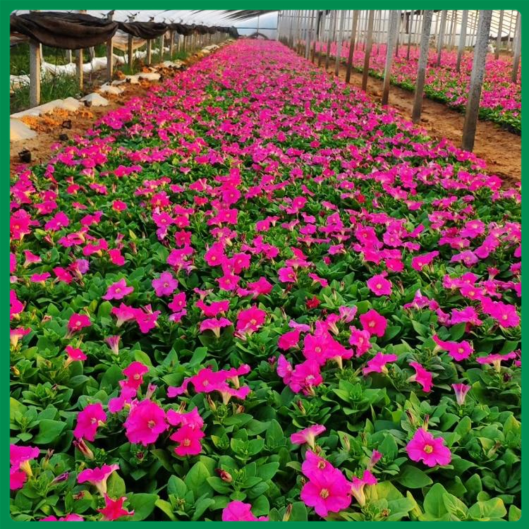 牵牛花 雅尼花卉基地常年栽培 山东牵牛花小苗批发商