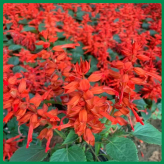 一串红 花序修长色红鲜艳花期长 雅尼一串红盆栽价格