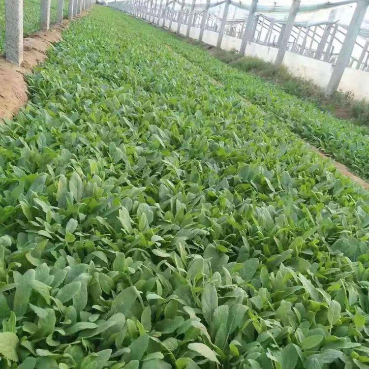 双亚蓝花鼠尾草培育基地常年批发 价格便宜