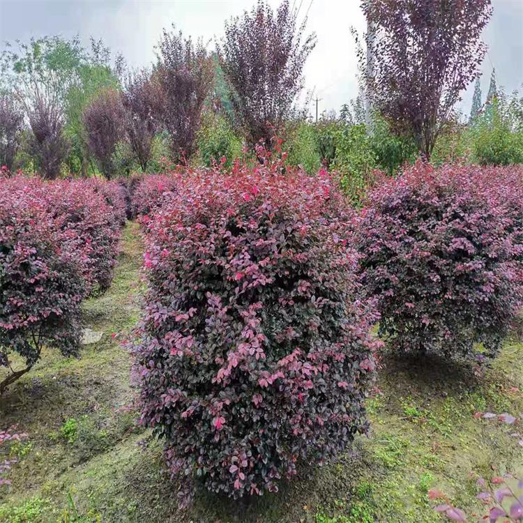 苗圃直销红花继木球 成都红花继木球销售 成都红花继木球批发 欢迎来电咨询