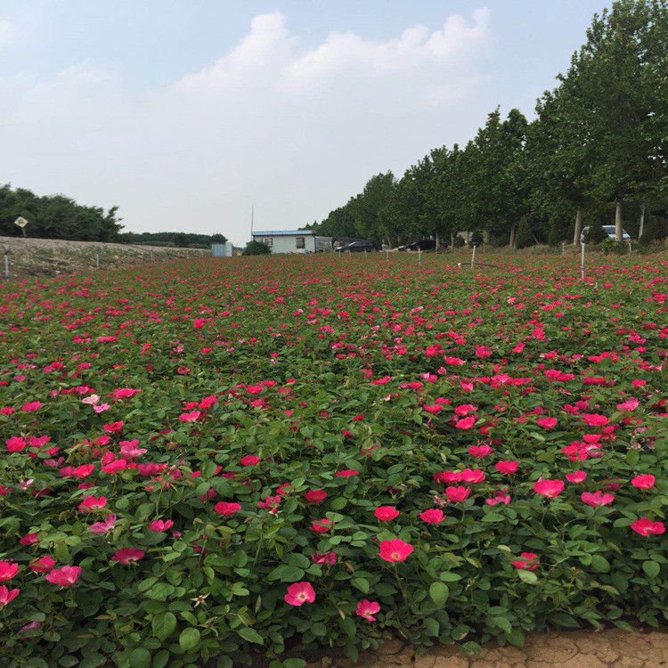 临朐月季小苗基地  月季杯苗供应  丰花月季