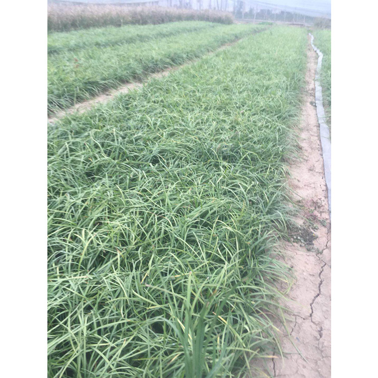 耐寒植物麦冬  麦冬批发 开春预定苗  金边麦冬