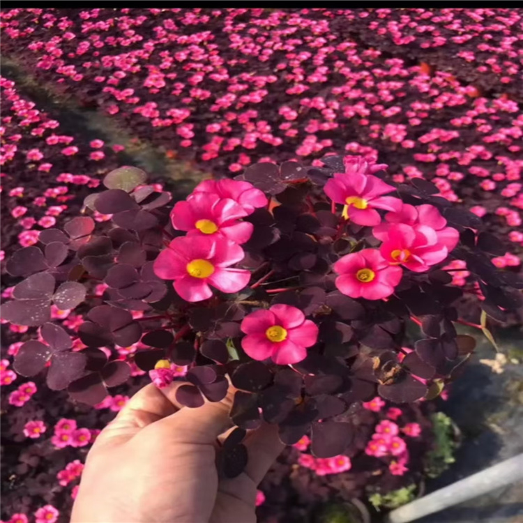 酢浆草价格_江瑞园艺_大花芙蓉酢浆草_供应制造