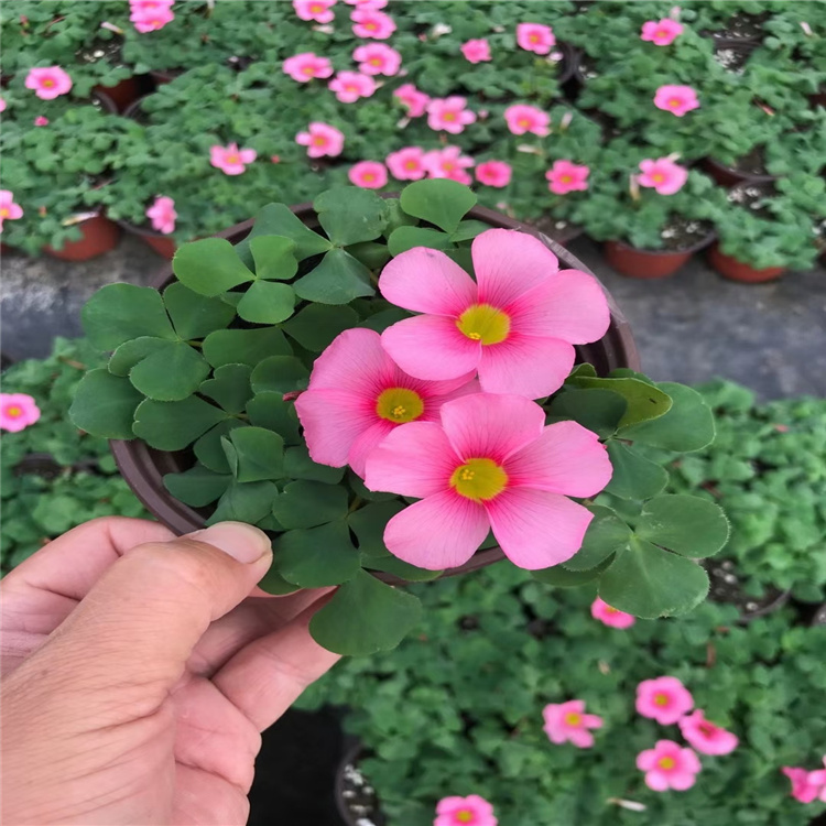 大花芙蓉酢浆草批发 青州芙蓉酢浆草价格 江瑞大花芙蓉酢浆草直供
