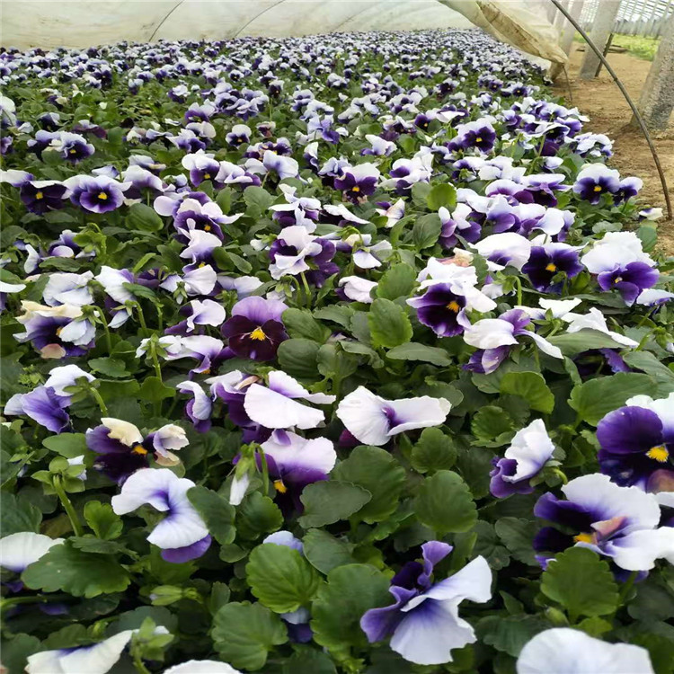 三色堇 三色堇价格 江瑞冬季草花基地