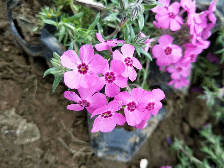 丛生福禄考 芝樱基地
