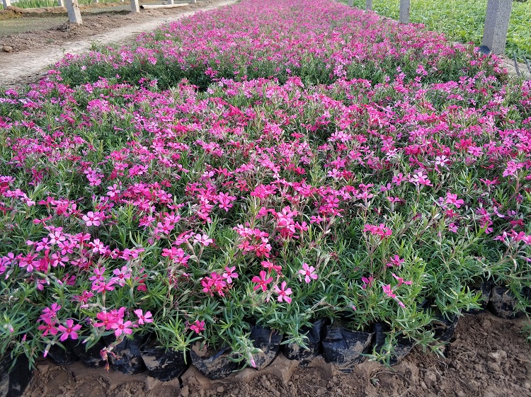 丛生福禄考价格 芝樱批发厂家