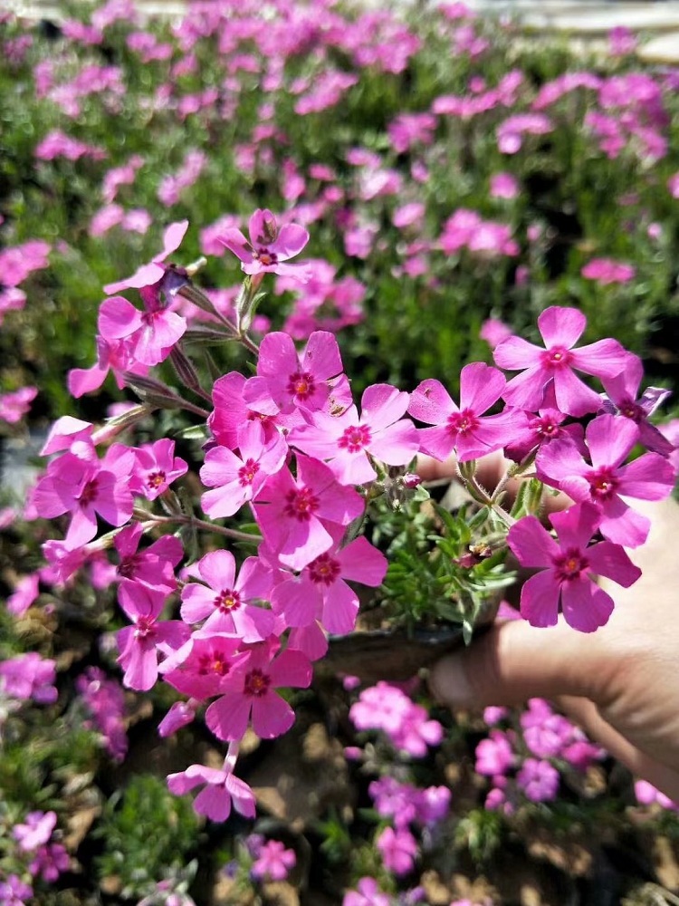 丛生福禄考价格 芝樱批发 顺和花卉