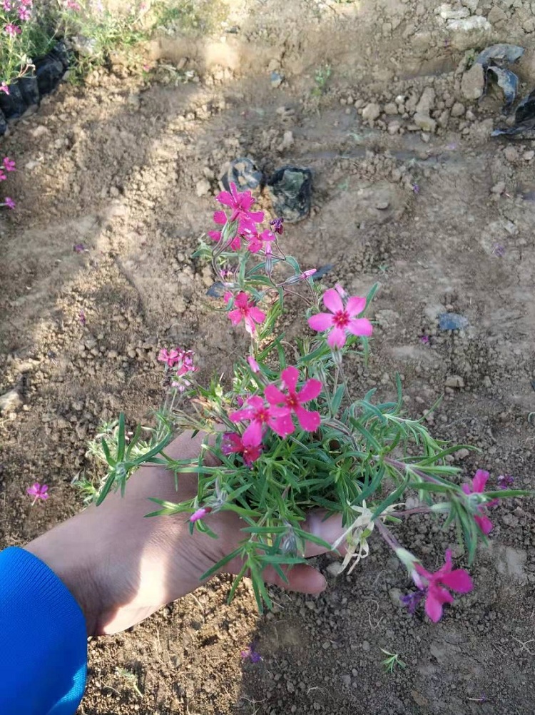 丛生福禄考批发  福禄考基地