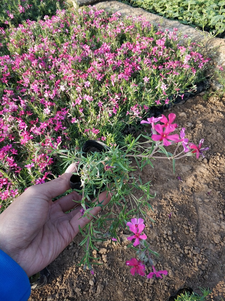 丛生福禄考批发 花海用苗