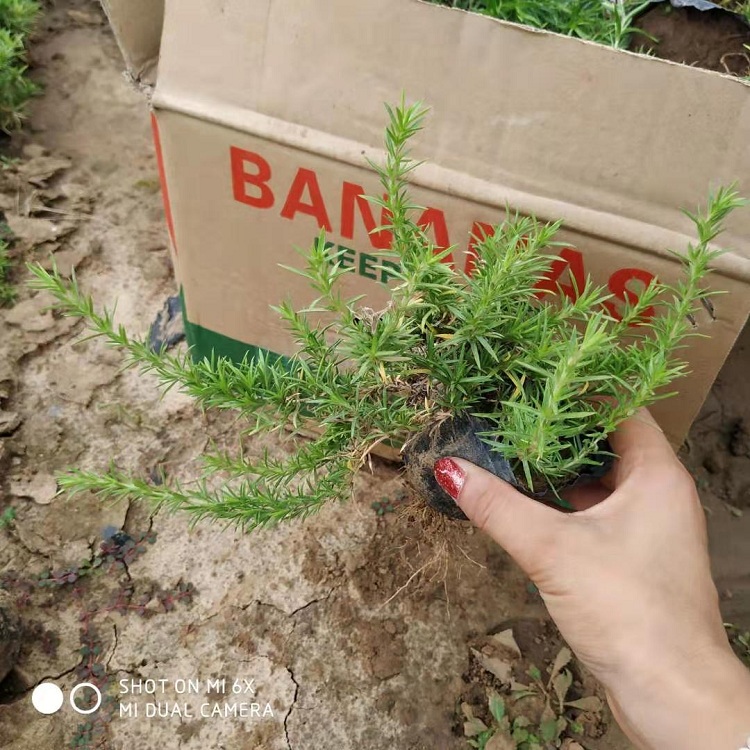 花海用芝樱苗厂家 丛生福禄考苗