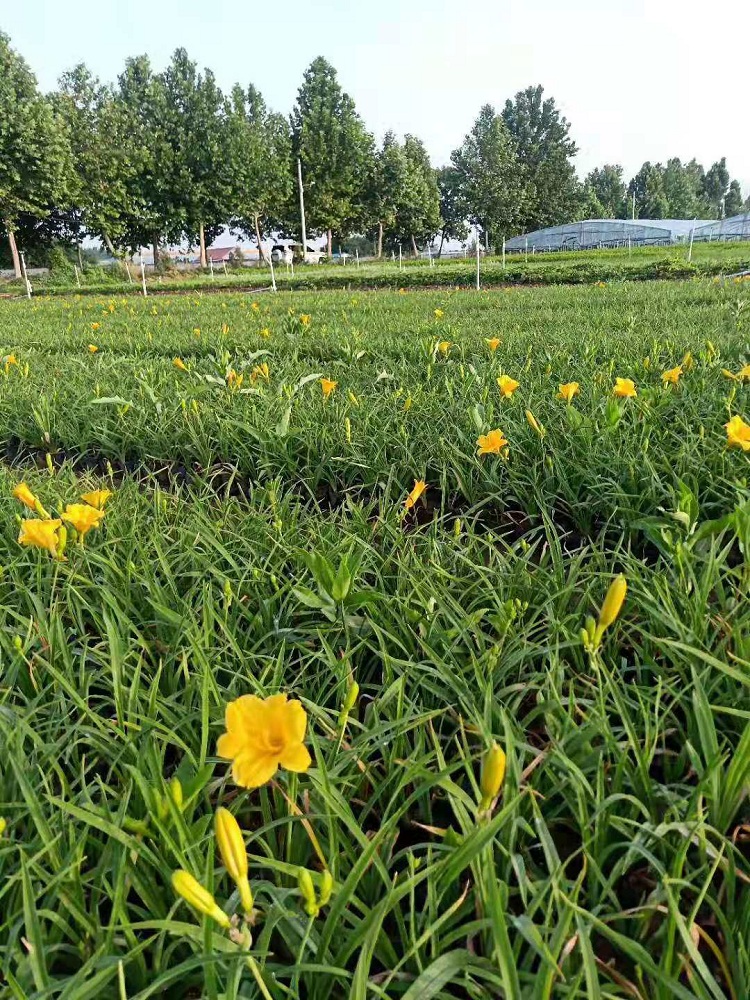 多芽金娃娃萱草杯苗 营养钵 花径大单花时间长