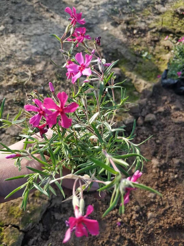 芝樱 芝樱小苗批发价