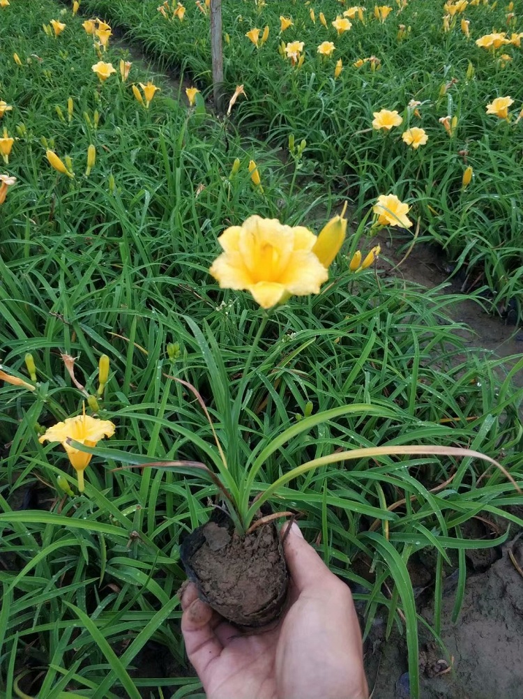 金娃娃萱草基地