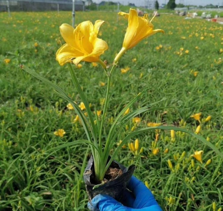 金娃娃萱草价格 金娃娃萱草基地