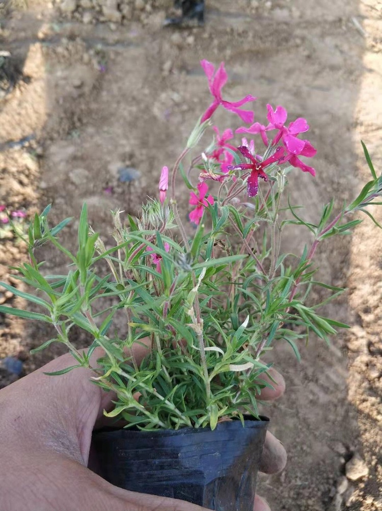 芝樱花海 丛生福禄考花海 芝樱苗批发