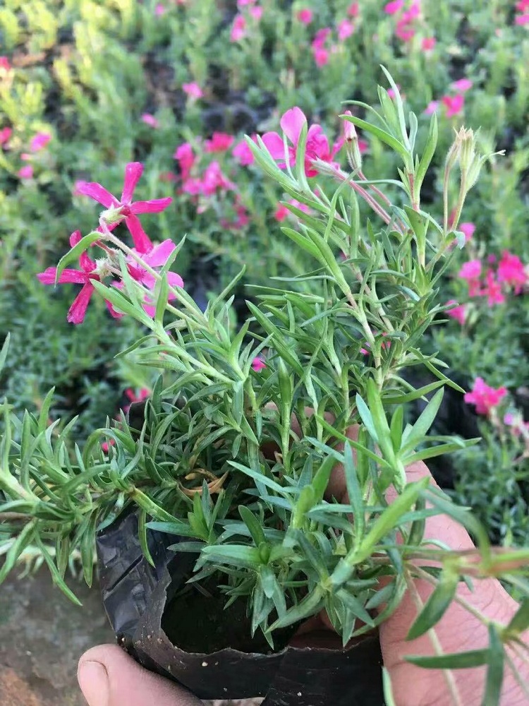芝樱花海 丛生福禄考花海 丛生福禄考苗批发