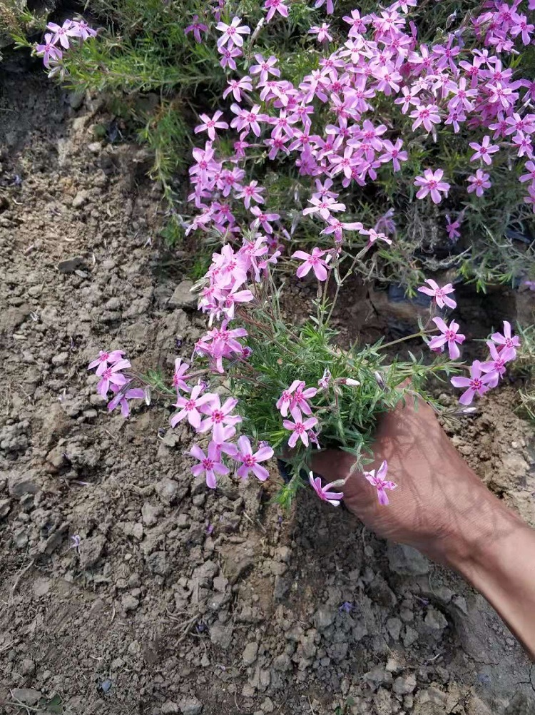 丛生福禄考价格 芝樱厂家批发 顺和花卉