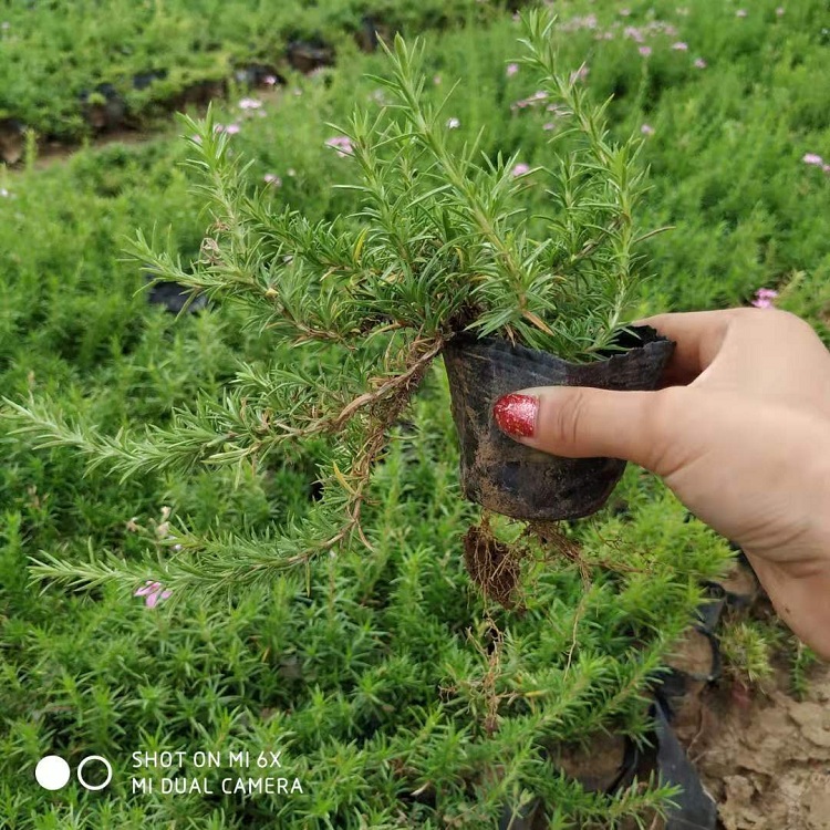 丛生福禄考价格 芝樱批发 顺和花卉