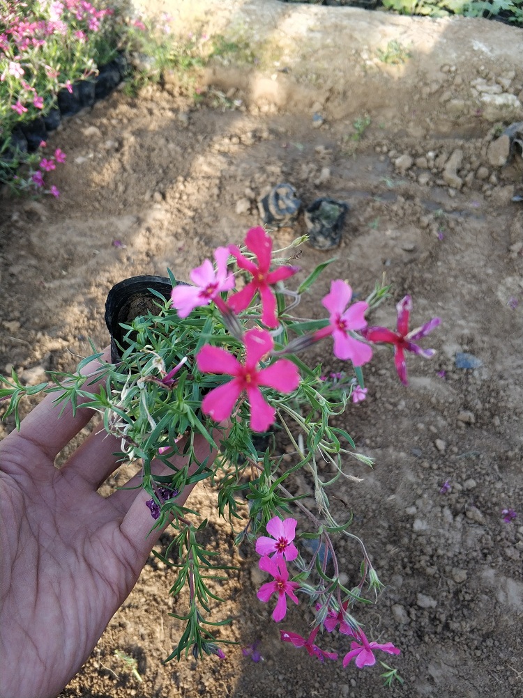 丛生福禄考价格 芝樱批发 顺和花卉