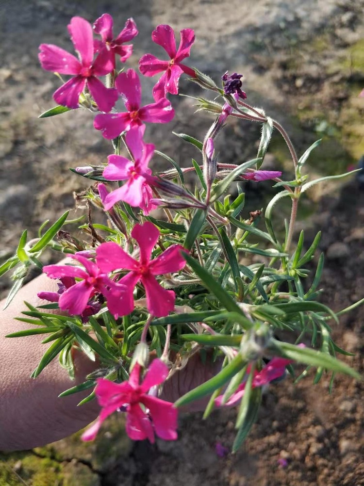 芝樱 芝樱批发 芝樱花海