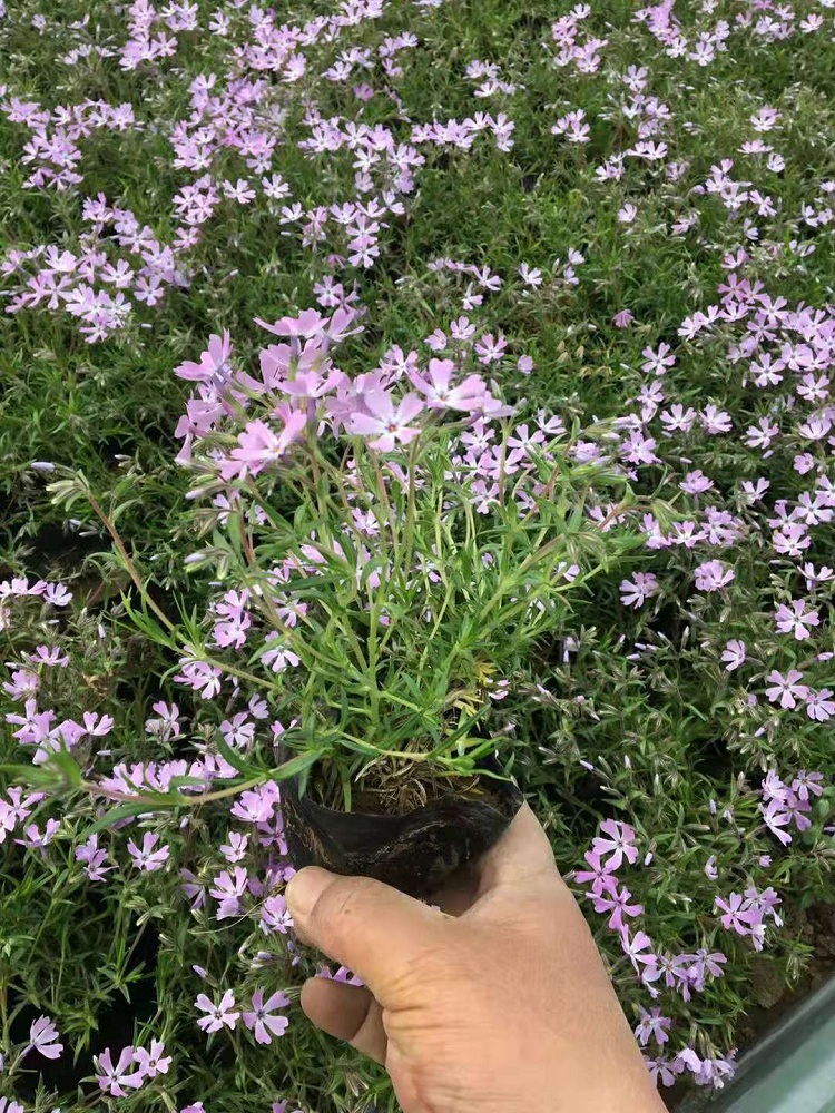 杯苗芝樱 营养钵芝樱 花海用芝樱