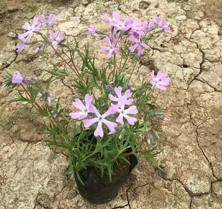 玫红色芝樱 红色丛生福禄考 芝樱基地