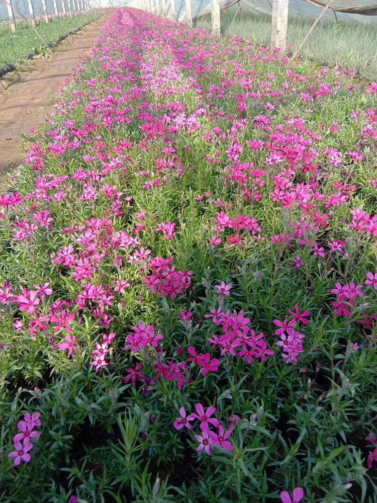 丛生福禄考小苗 欢迎致电咨询芝樱价格 顺和