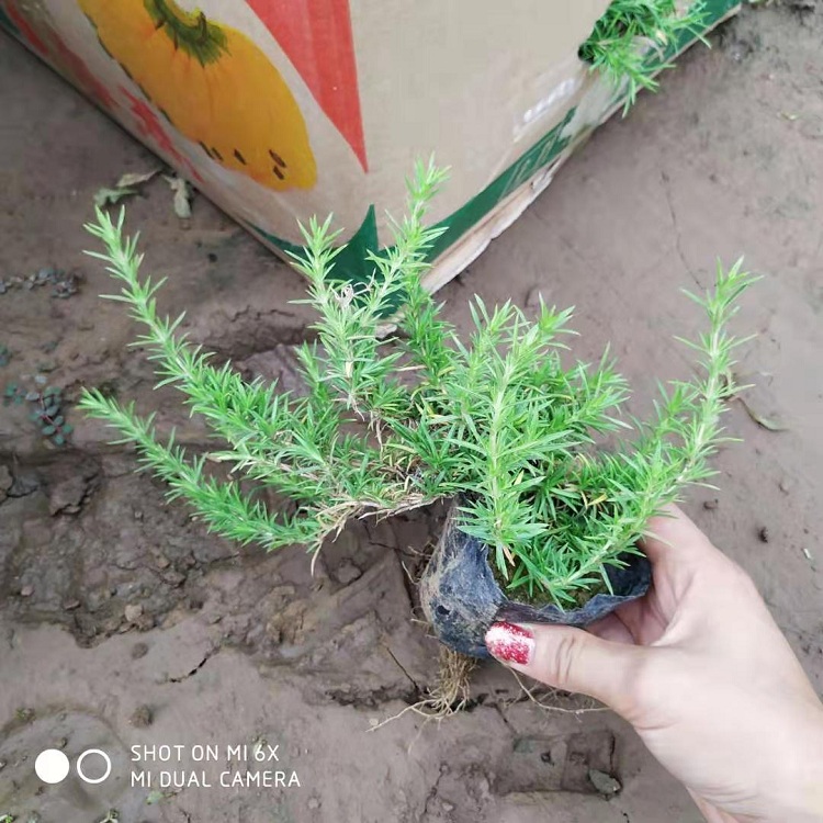 营养钵丛生福禄考苗 杯苗芝樱 顺和基地